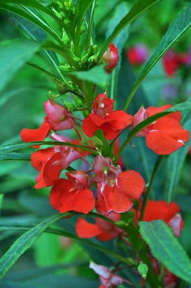 凤仙花种子指甲花种子急性子种子阳台盆栽绿植庭院花卉种子