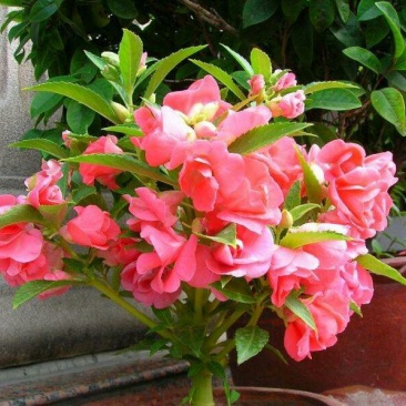 凤仙花种子指甲花种子急性子种子阳台盆栽绿植庭院花卉种子