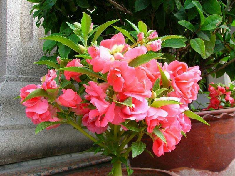 凤仙花种子指甲花种子急性子种子阳台盆栽绿植庭院花卉种子