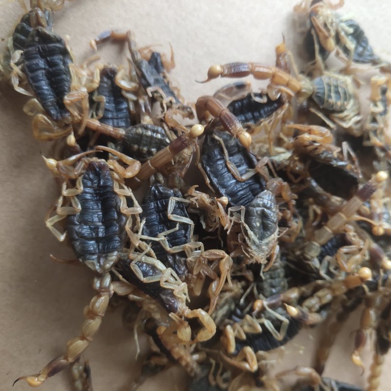 全蝎全虫淡盐新货肚瘪自己加工关书药业