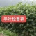 高产耐寒耐热多年生牧草串叶松香草牧草种子营养丰富适口性好