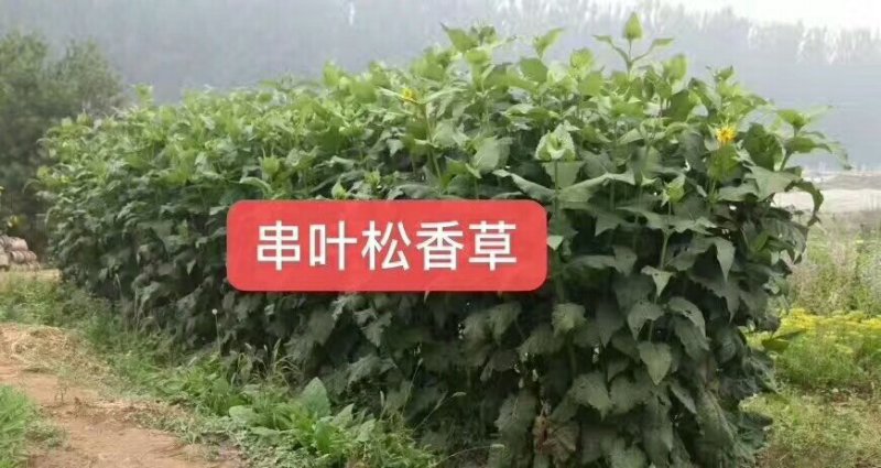 高产耐寒耐热多年生牧草串叶松香草牧草种子营养丰富适口性好