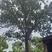 绿化苗红榉树（规格1一3o公分基地直供现挖发货成活率有）