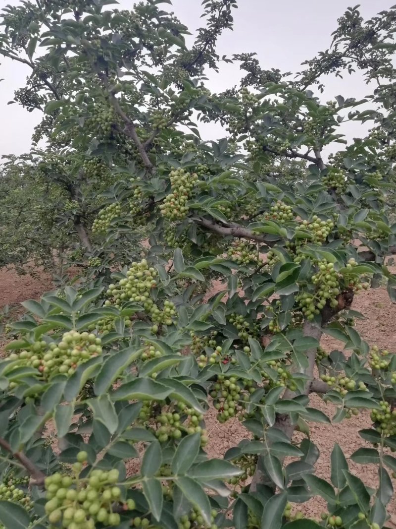 陕西富平大红袍狮子头花椒