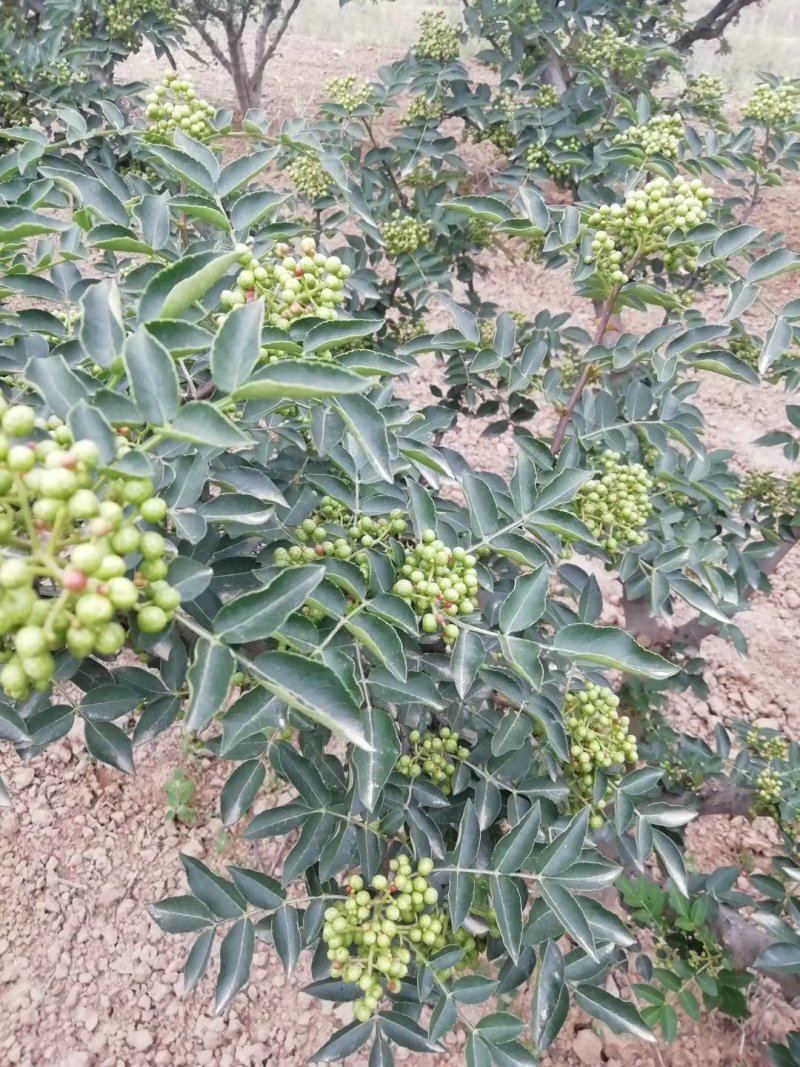 陕西富平大红袍狮子头花椒