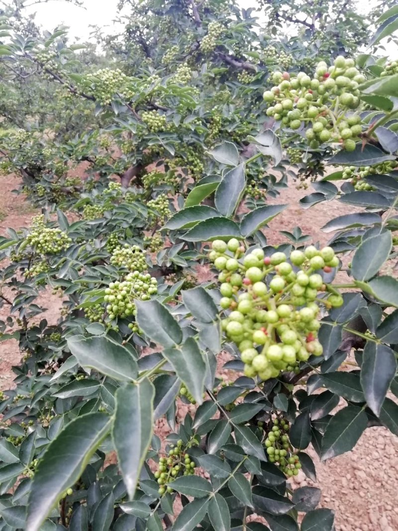 陕西富平大红袍狮子头花椒