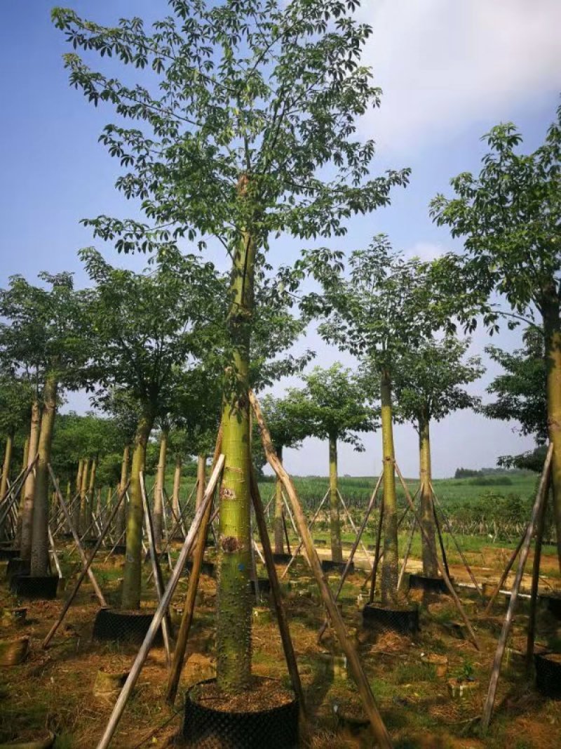 美丽木棉！大腹木棉！本地木棉树！