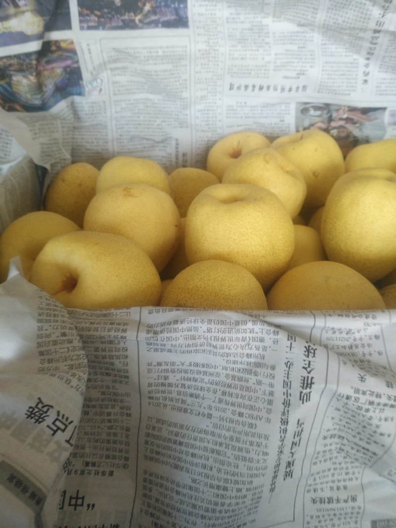 酥梨