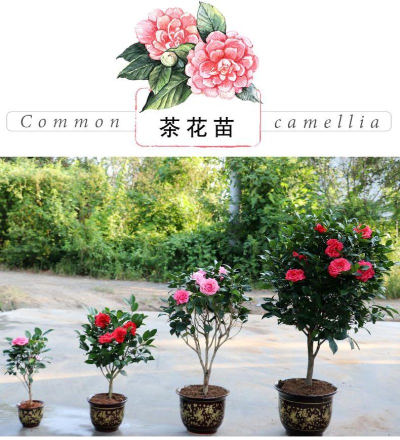 带花苞发货茶花盆栽山茶花开花不断树苗当年开花四季开花花卉