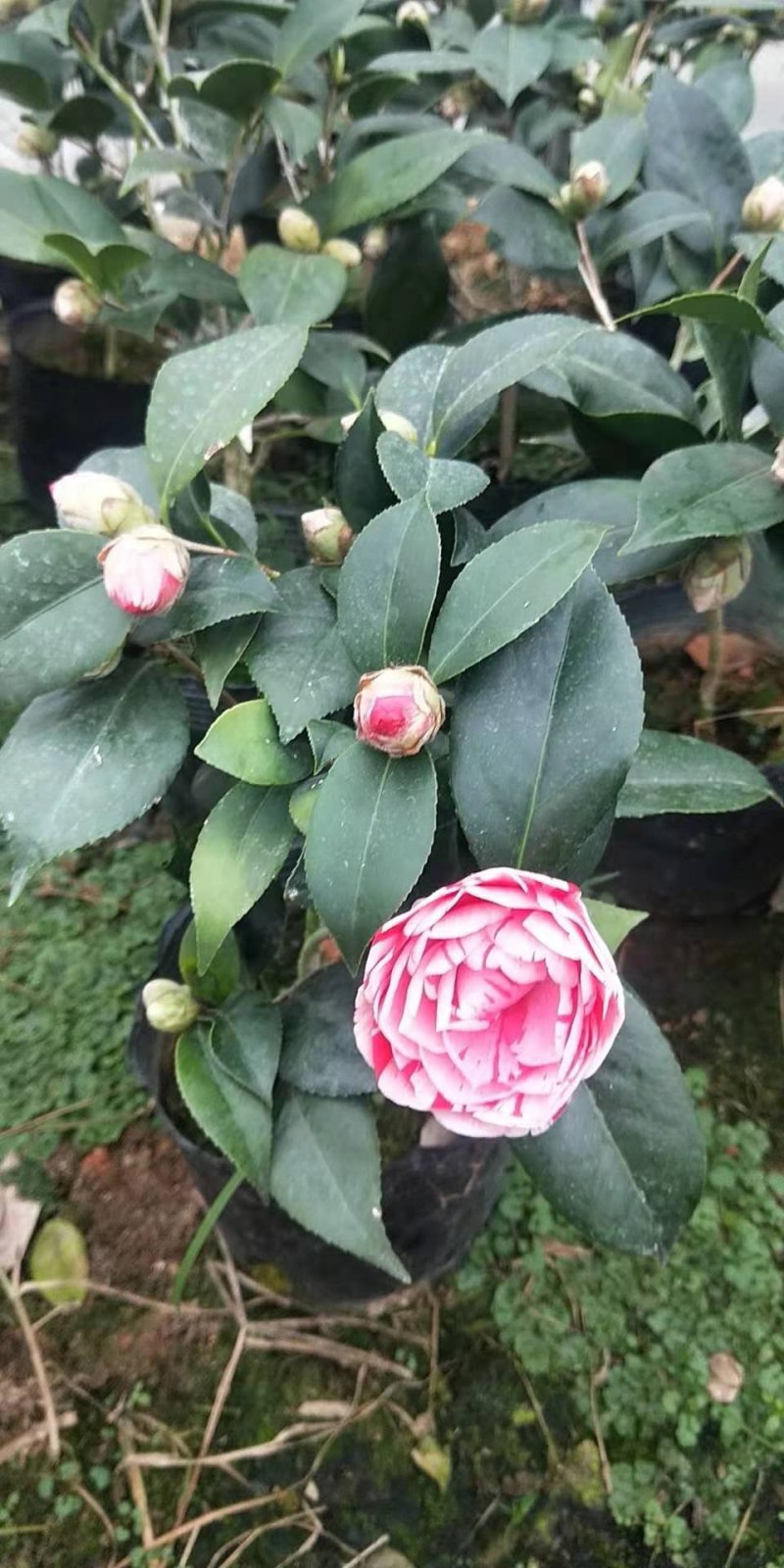 带花苞发货茶花盆栽山茶花开花不断树苗当年开花四季开花花卉