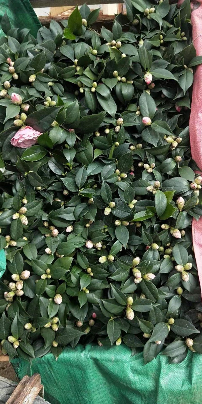 带花苞发货茶花盆栽山茶花开花不断树苗当年开花四季开花花卉