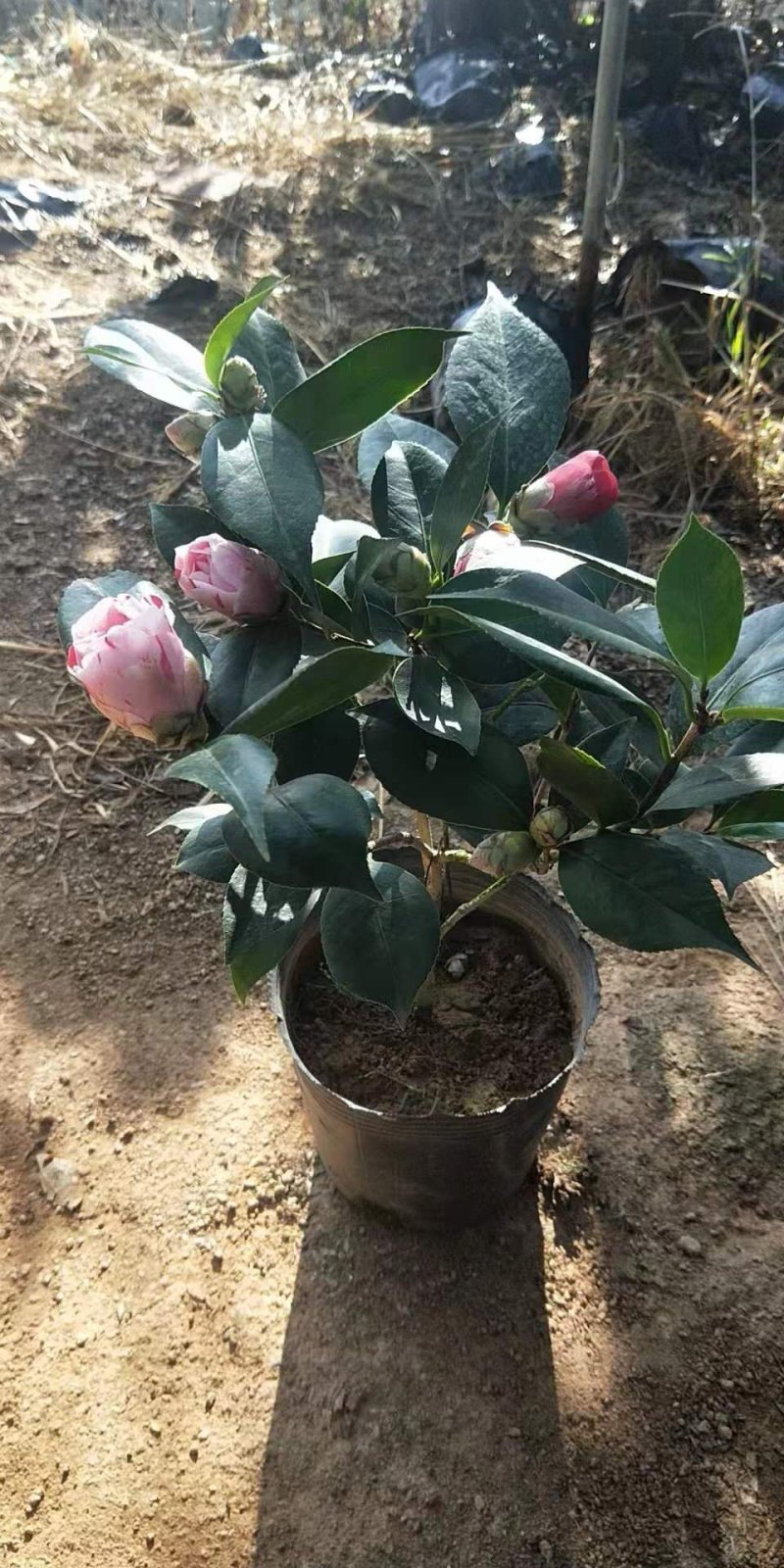 带花苞发货茶花盆栽山茶花开花不断树苗当年开花四季开花花卉