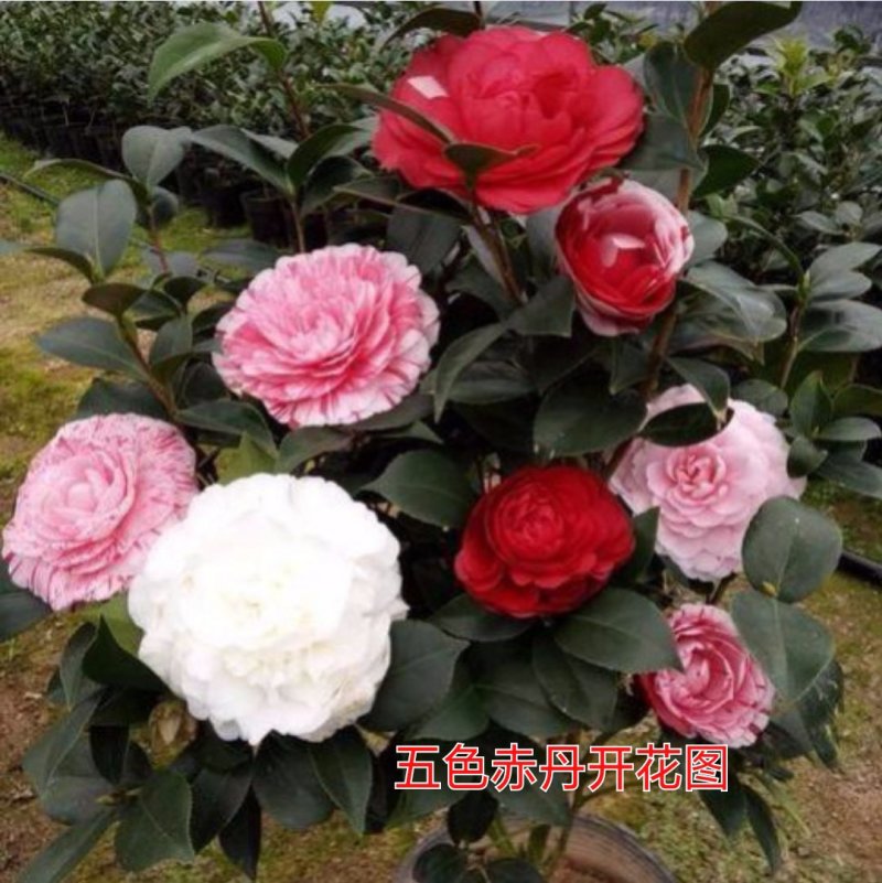 带花苞发货茶花盆栽山茶花开花不断树苗当年开花四季开花花卉