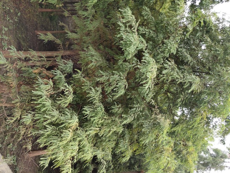 落羽杉，中山杉池杉（杉木基地直供规格齐全）