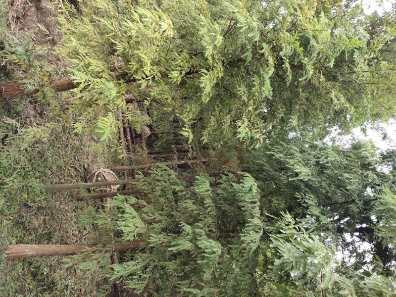 落羽杉，中山杉池杉（杉木基地直供规格齐全）