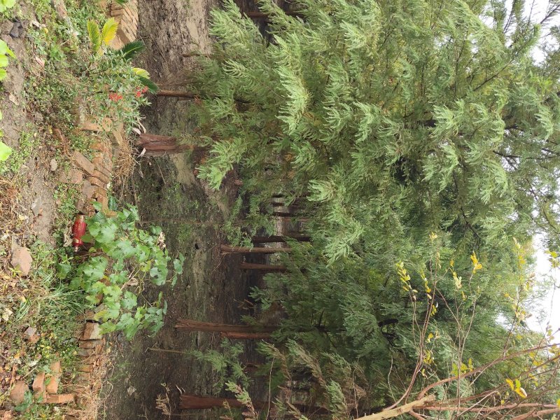 落羽杉，中山杉池杉（杉木基地直供规格齐全）