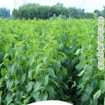 野生中药材杜仲树苗盆栽地栽经济苗木试种杜仲苗新鲜叶子种子