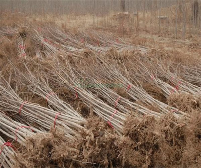 野生中药材杜仲树苗盆栽地栽经济苗木试种杜仲苗新鲜叶子种子