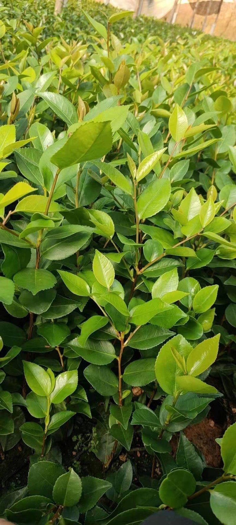 带花苞发货茶花盆栽山茶花开花不断树苗当年开花四季开花花卉