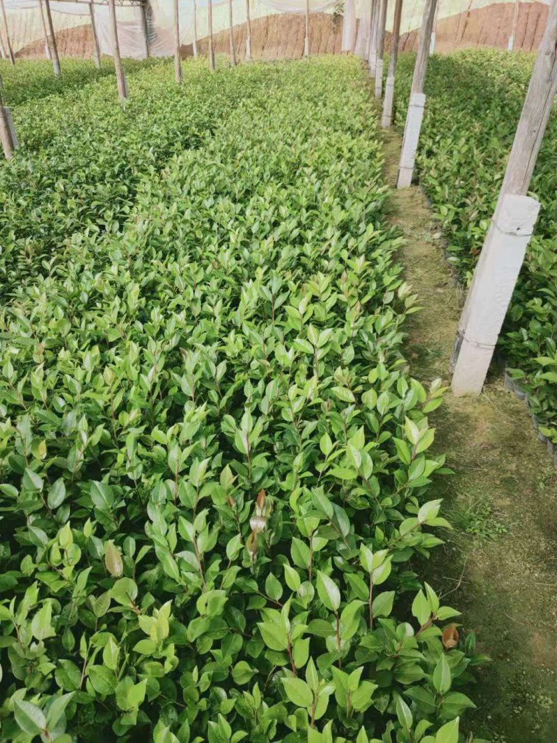 带花苞发货茶花盆栽山茶花开花不断树苗当年开花四季开花花卉