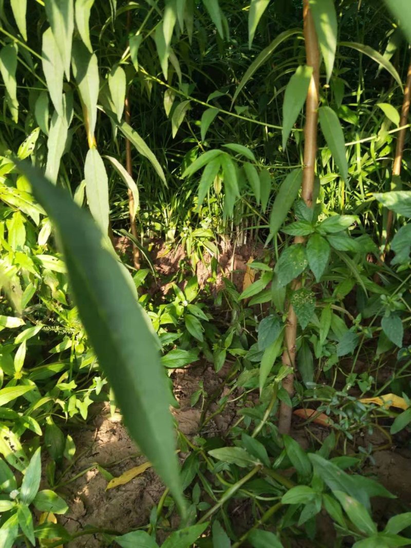 【技术指导】毛桃桃树山东树3-10公分桃树基地直销