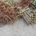 【技术指导】毛桃桃树山东树3-10公分桃树基地直销