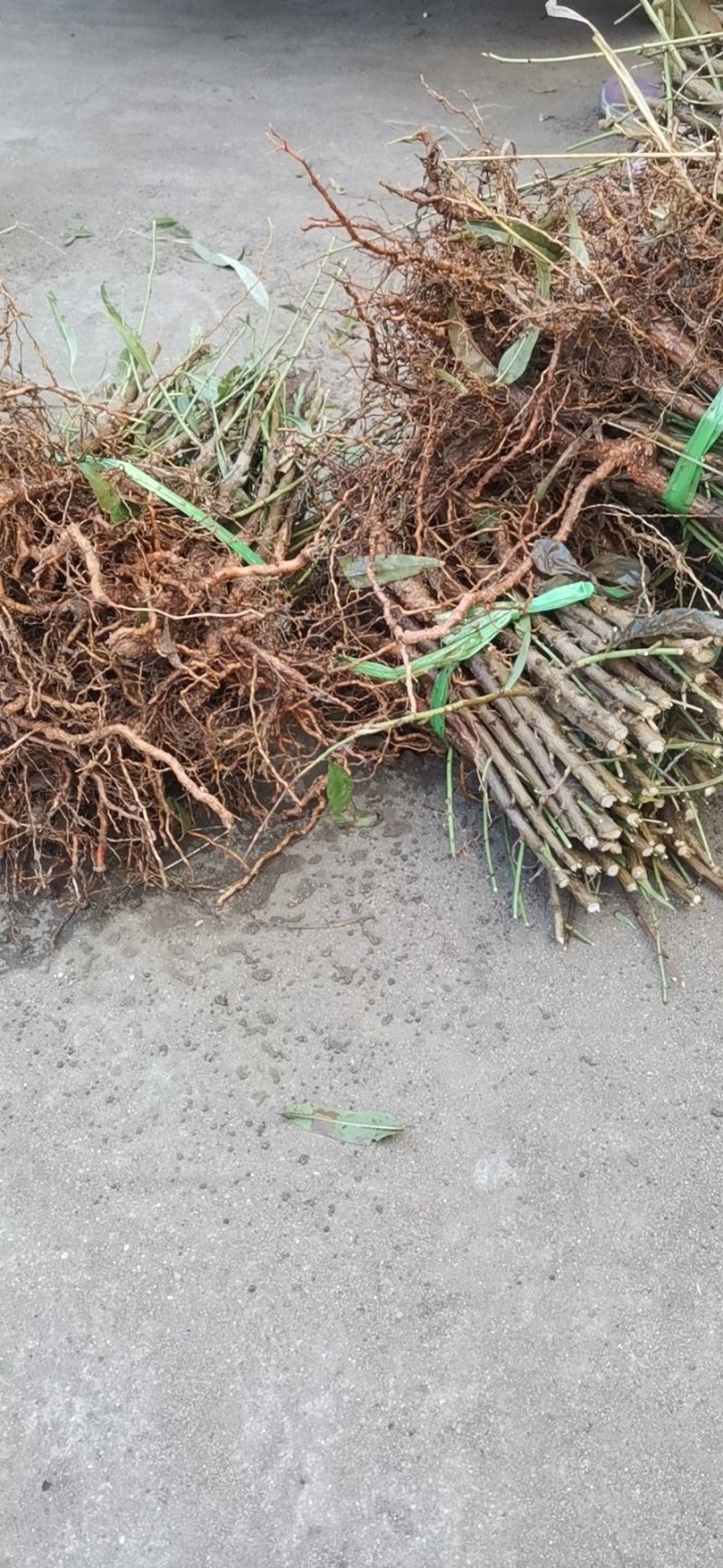 【技术指导】毛桃桃树山东树3-10公分桃树基地直销