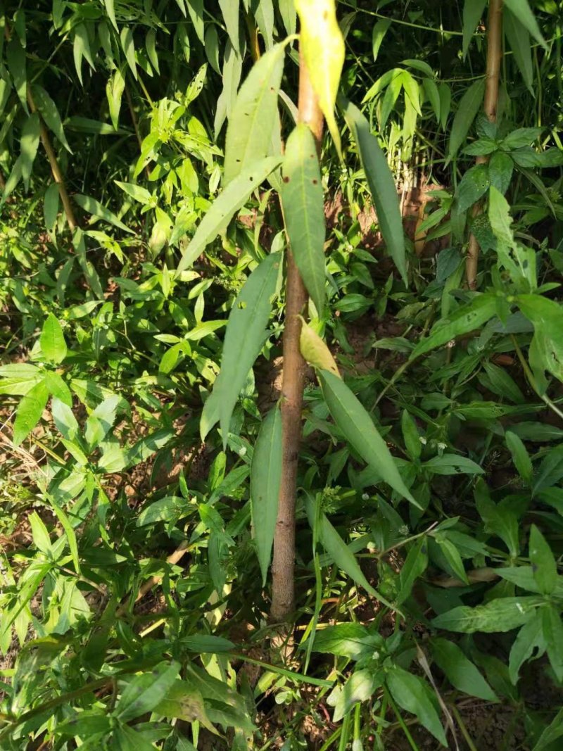 【技术指导】毛桃桃树山东树3-10公分桃树基地直销