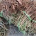 【技术指导】毛桃桃树山东树3-10公分桃树基地直销