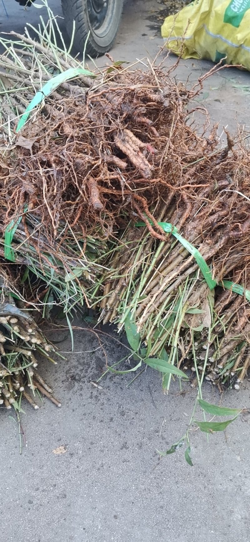【技术指导】毛桃桃树山东树3-10公分桃树基地直销