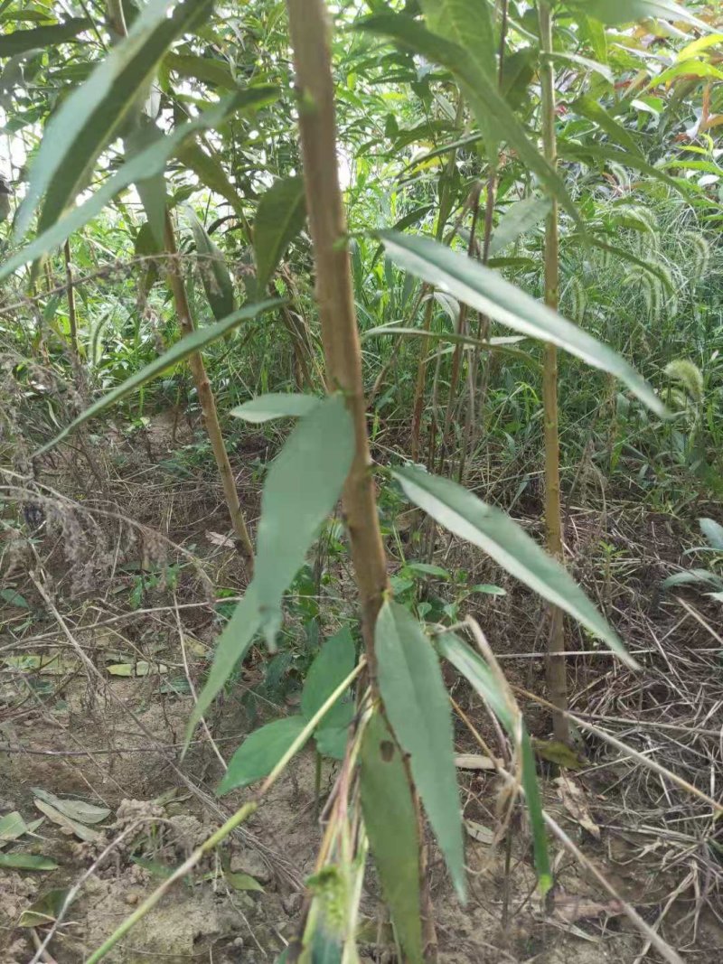 【技术指导】毛桃桃树山东树3-10公分桃树基地直销