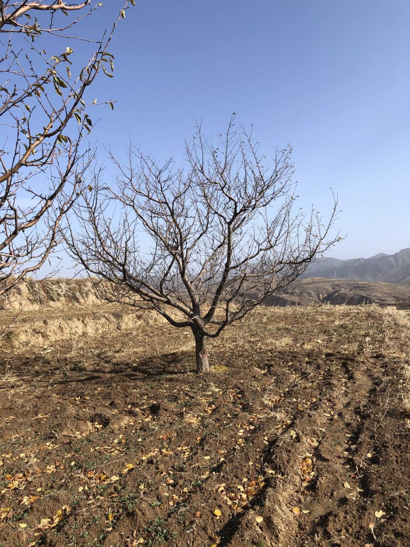 22公分八棱海棠-精品棉