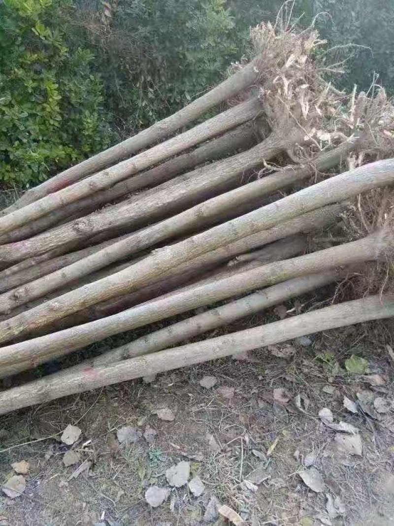刺槐，各种规格都有，欢迎订购