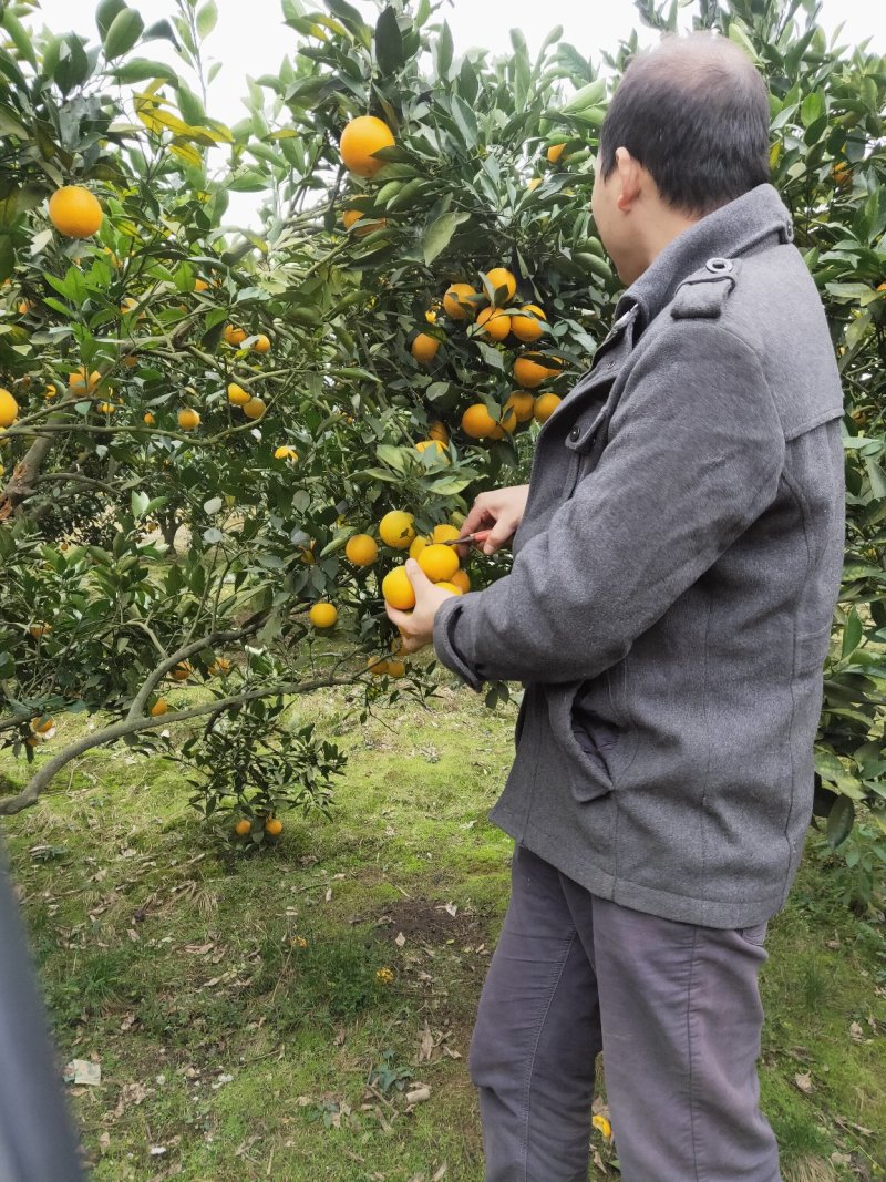 湖南永兴冰糖橙自家果园一件代发