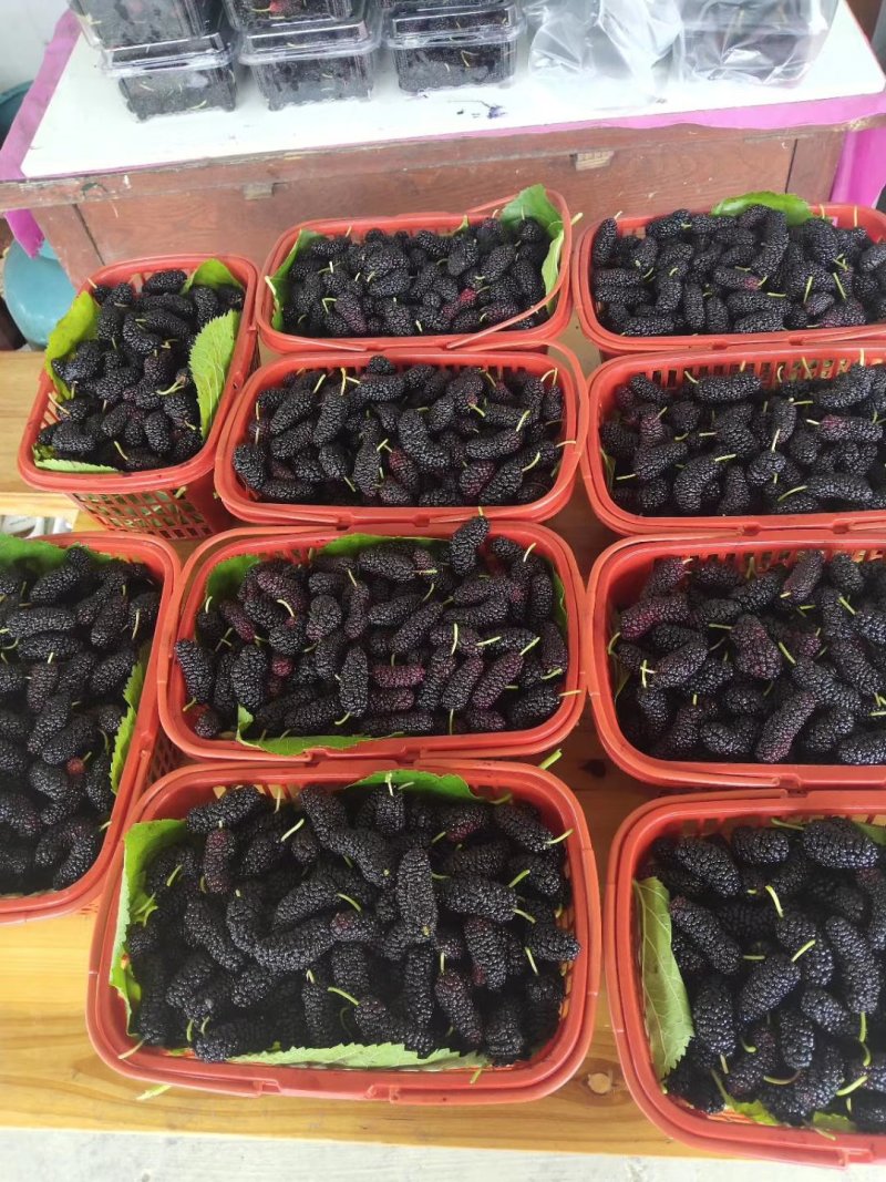 【有好货】海宁果桑苗无籽大十嫁接苗桑葚苗味美易管好活