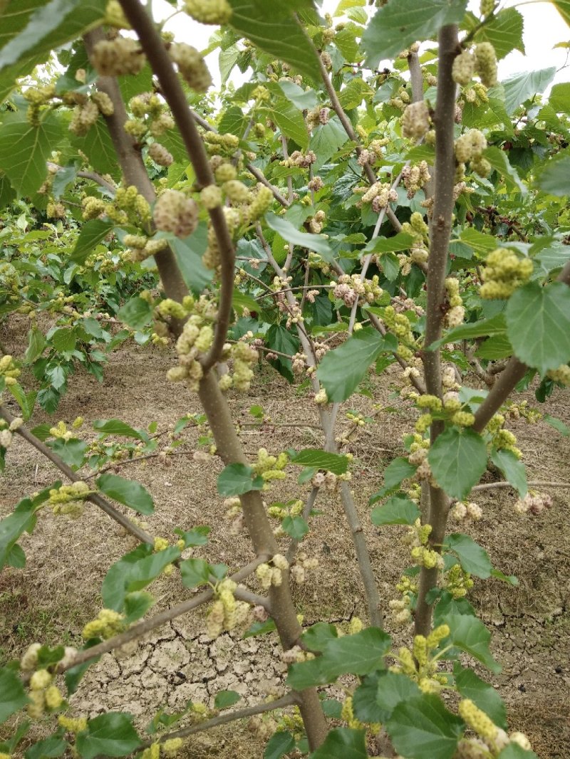 果桑苗韩国大白珍珠桑葚苗特甜味道好抗寒耐旱