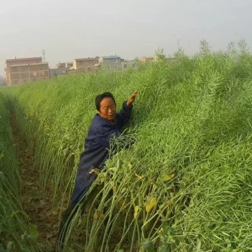 【优质】厂家直销秦油二号油菜种子黑粒出油率高纯度