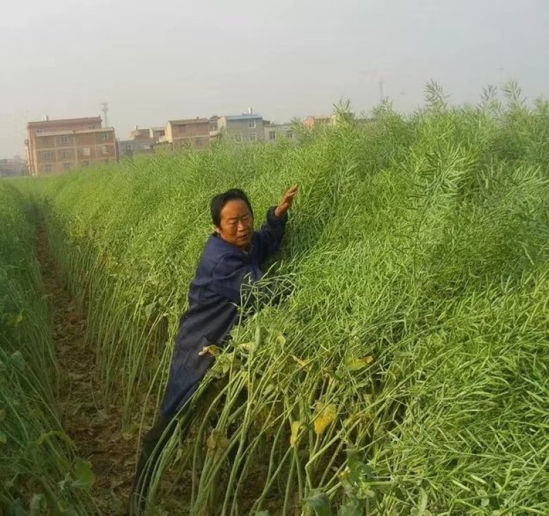 【优质】厂家直销秦油二号油菜种子黑粒出油率高纯度