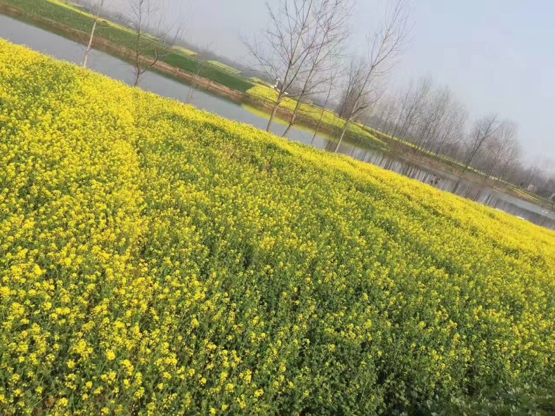 【优质】厂家直销秦油二号油菜种子黑粒出油率高纯度