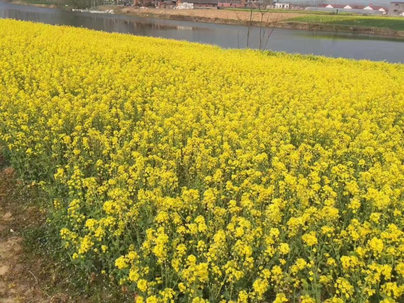 【优质】厂家直销秦油二号油菜种子黑粒出油率高纯度