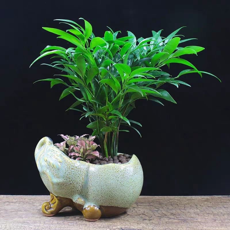 竹柏盆栽室内客厅桌面四季青清香型植物净化空气吸甲醛驱蚊虫