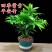 竹柏盆栽室内客厅桌面四季青清香型植物净化空气吸甲醛驱蚊虫