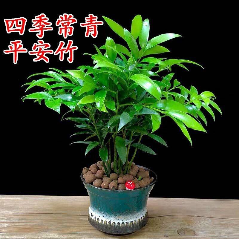 竹柏盆栽室内客厅桌面四季青清香型植物净化空气吸甲醛驱蚊虫
