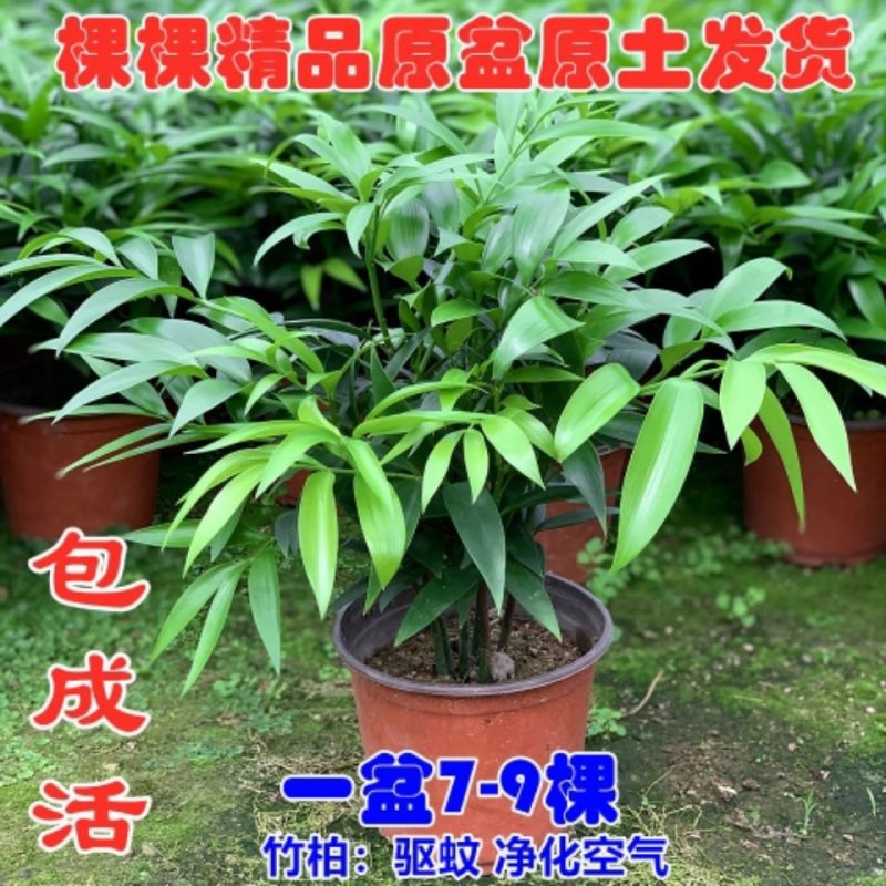 竹柏盆栽室内客厅桌面四季青清香型植物净化空气吸甲醛驱蚊虫