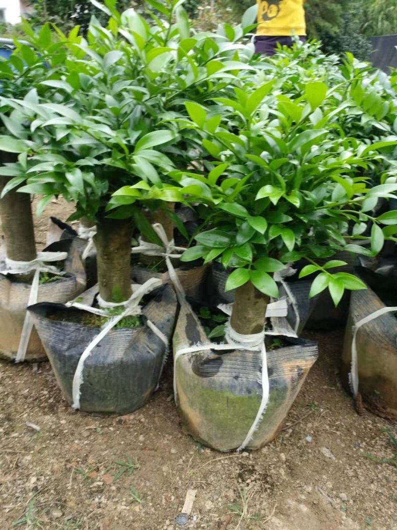 竹柏盆栽室内客厅桌面四季青清香型植物净化空气吸甲醛驱蚊虫