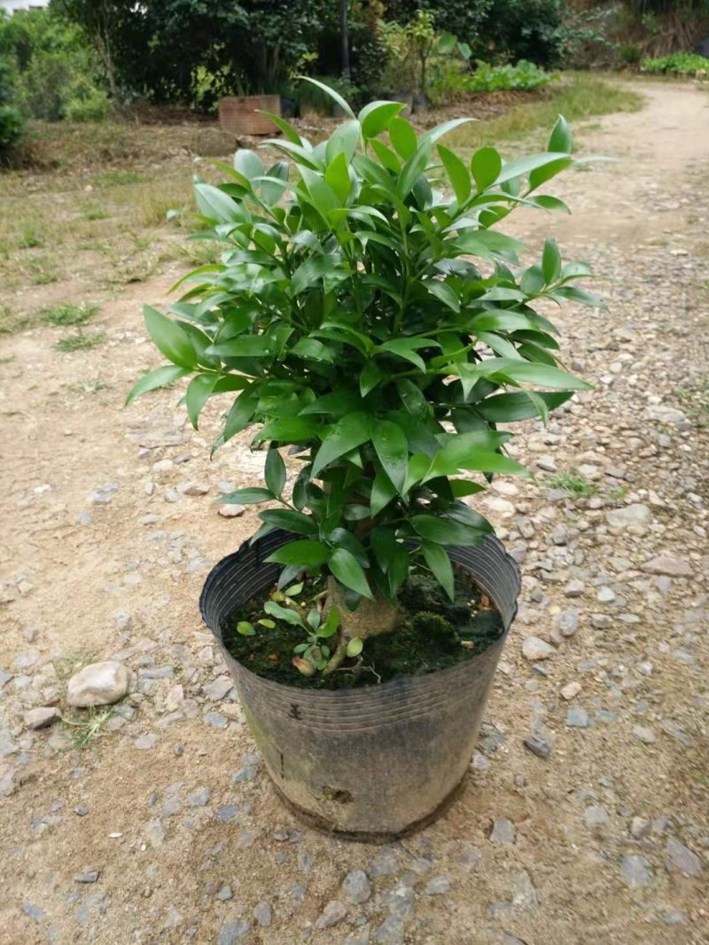 竹柏盆栽室内客厅桌面四季青清香型植物净化空气吸甲醛驱蚊虫