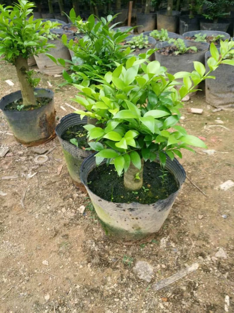 竹柏盆栽室内客厅桌面四季青清香型植物净化空气吸甲醛驱蚊虫