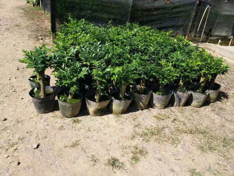 竹柏盆栽室内客厅桌面四季青清香型植物净化空气吸甲醛驱蚊虫