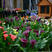 荷兰进口彩色马蹄莲种球四季种易活阳台盆栽花卉大球块根开花