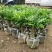 竹柏盆栽室内客厅桌面四季青清香型植物净化空气吸甲醛驱蚊虫